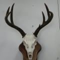 Euro mount Blacktail Euro mount Blacktail